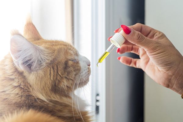 Alternatywne metody poprawy zdrowia futrzaków - olejki konopne w diecie kota